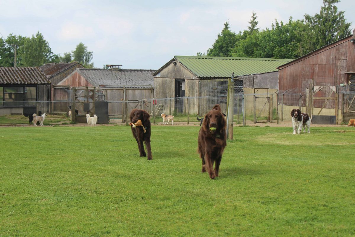 Dog Kennels, in the heart of Surrey • Coles Kennels