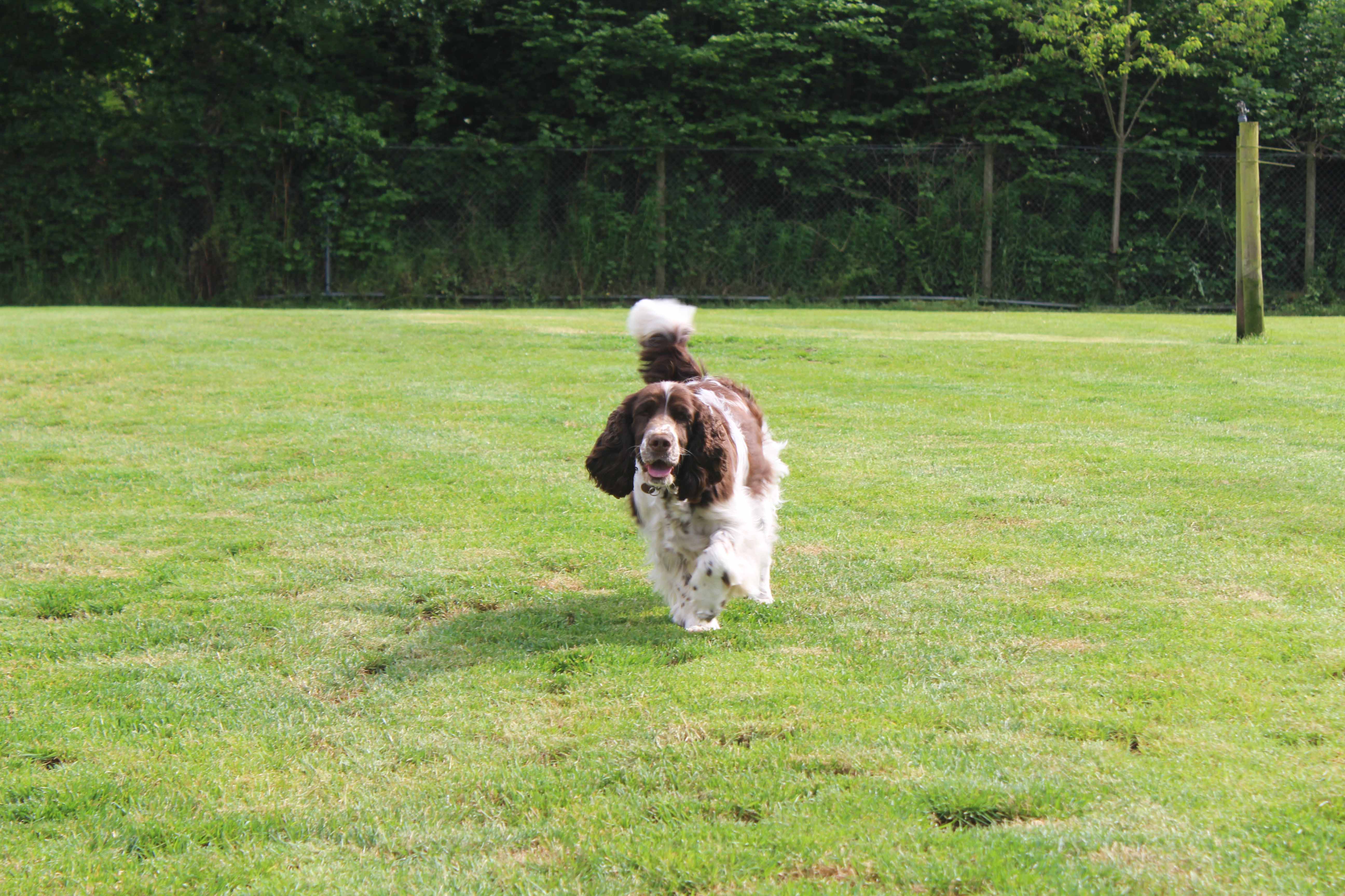 Dog Kennels, in the heart of Surrey • Coles Kennels